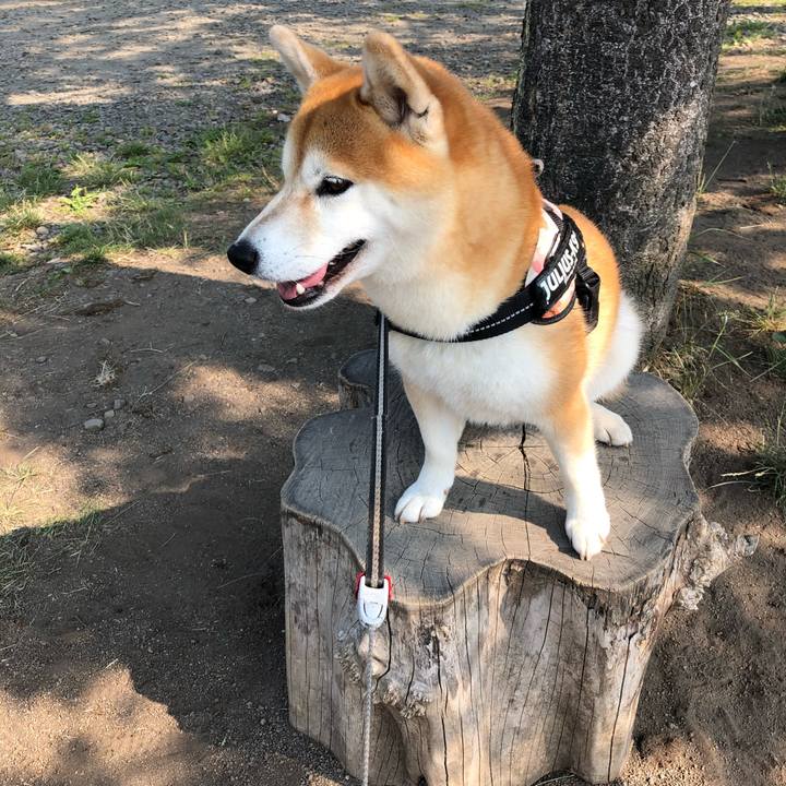 4f2a7eb4 9b5c 48bc 9b20 0a270c094430 1562721396731