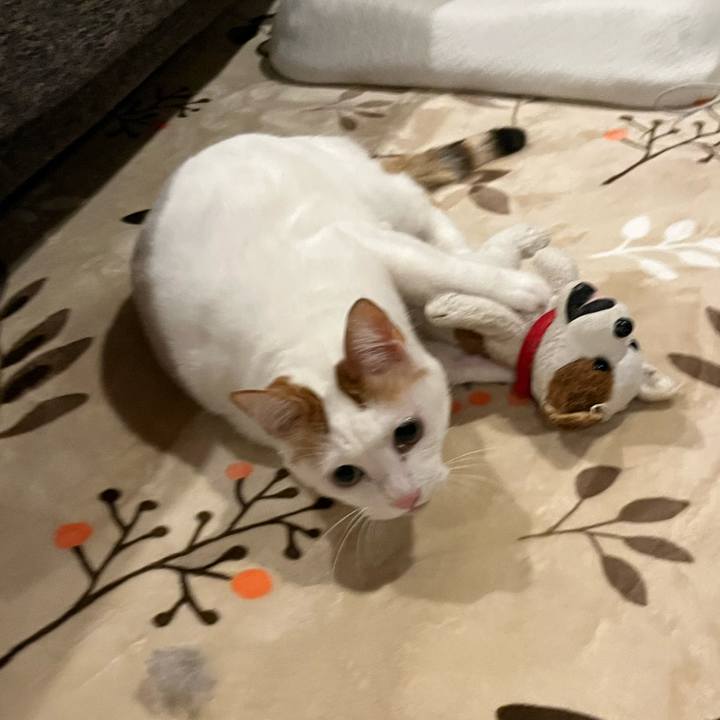 4f2ab9c0 aa89 4d9a ba6b aca083c1e906 1764108760654