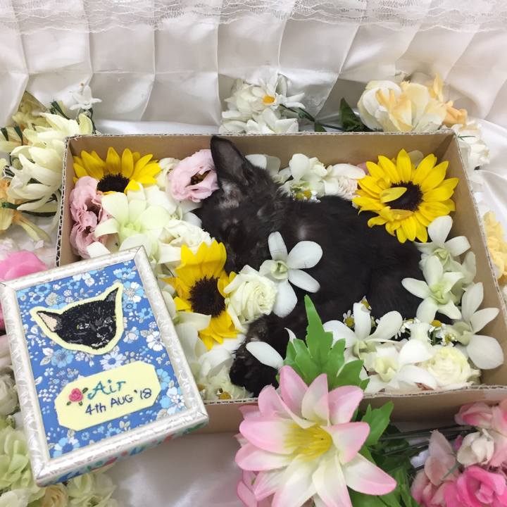 4f2b5e61 a9dc 4f33 829f 7cc7a045bdd9 1533457698973