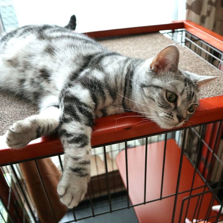 4f2cc484 a6fd 4a5f 8cbd 2a0f8c565ae4 1589104721364