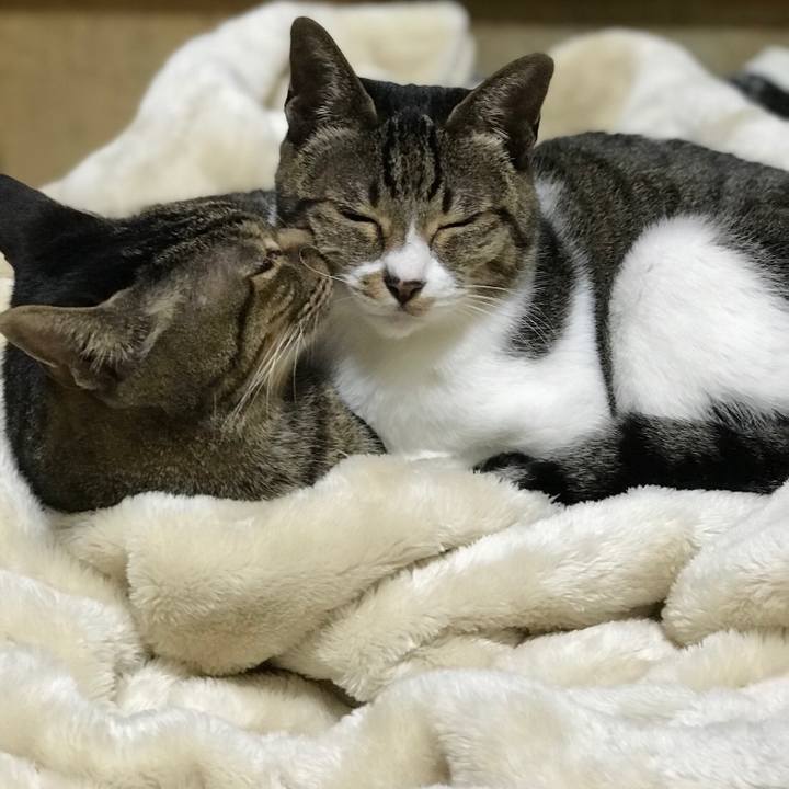 4f2d5be9 63fb 4887 97ee e748c1e45ed9 1514599207282