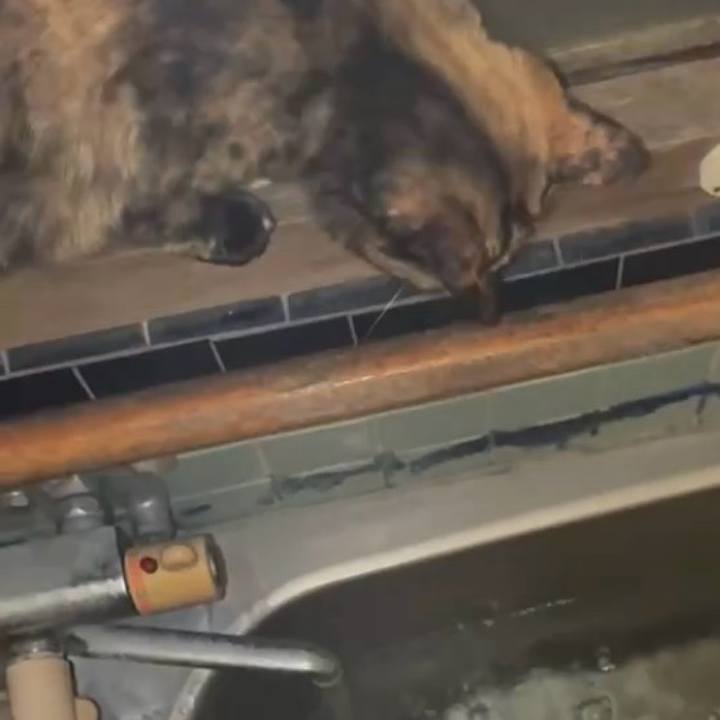 4f2e2986 0ce8 4ead 911e b82e8eb5d81f 1775507210691