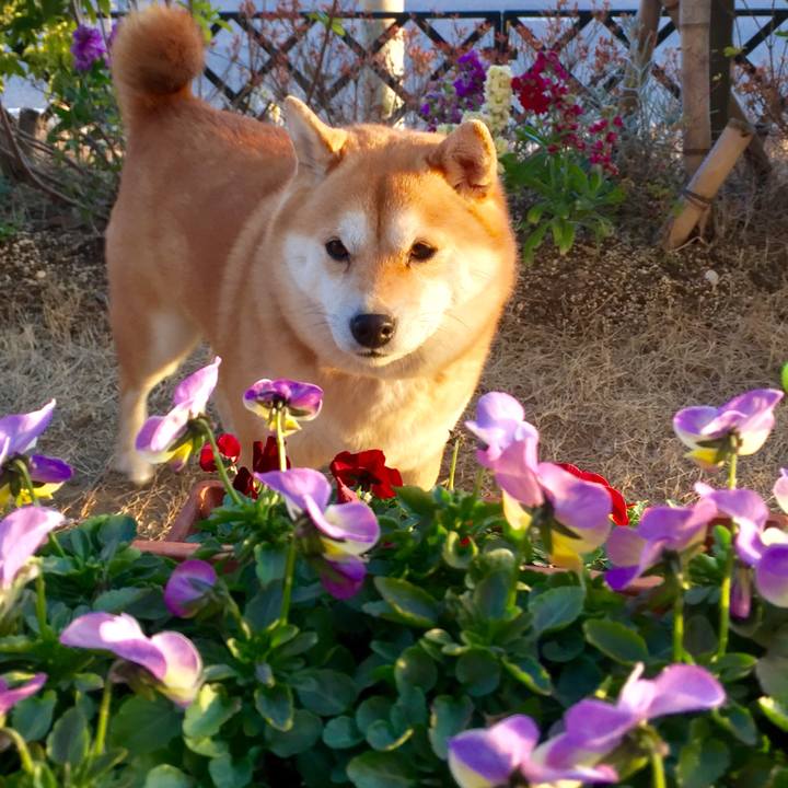 4f2f3f4f 7ace 4280 84fa 6cffe665dd53 1519165159310