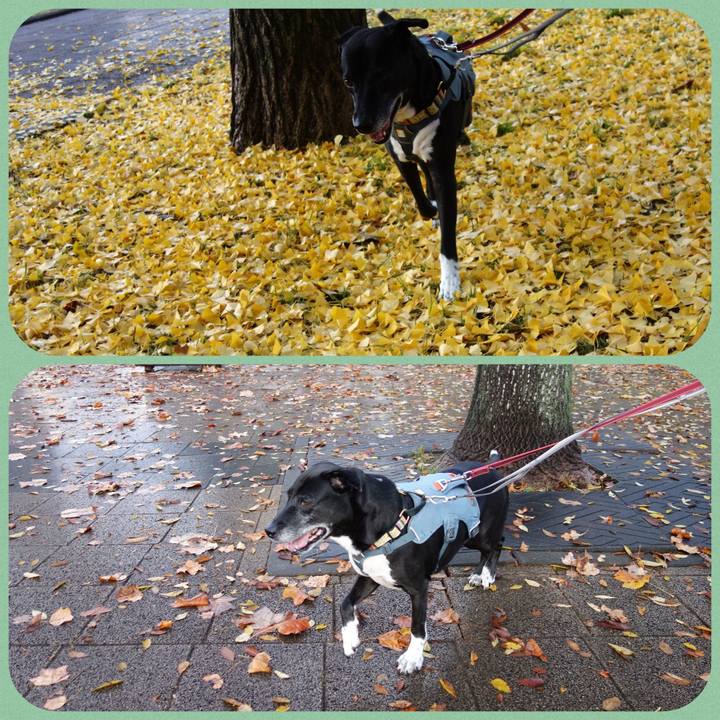 4f3042a2 261c 40fc 94ff 3b10f0fd4287 1732667298365