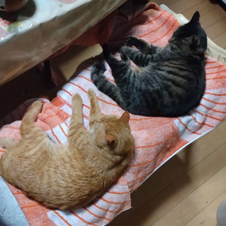 4f30c063 5d88 4b7c bc10 14d1a4c473d6 1733313265448