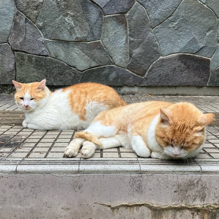 4f31108d 49cb 45aa b990 87d05d2d03c2 1749010213968