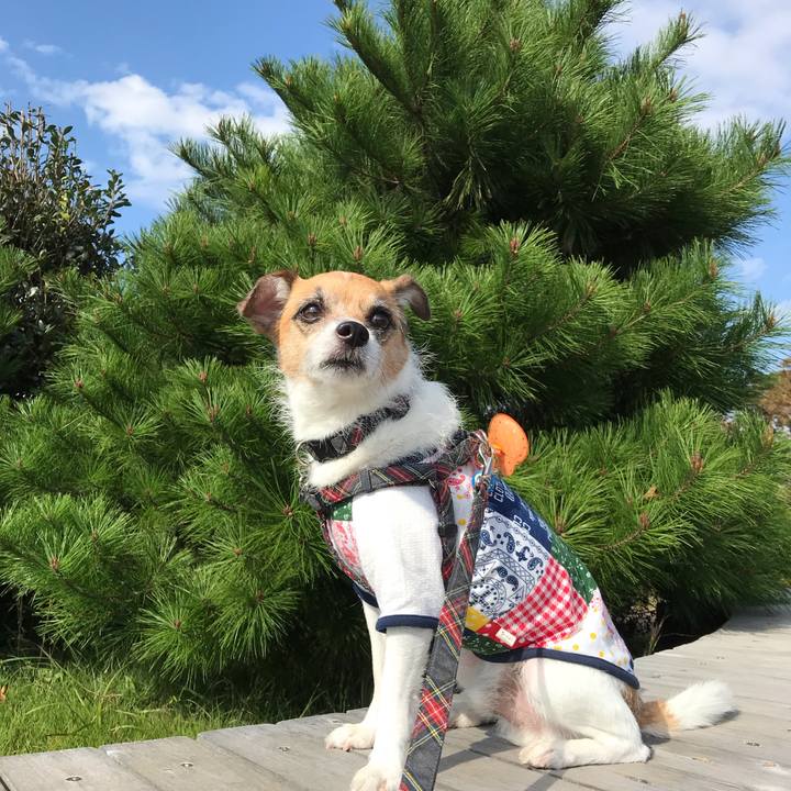 4f31c6bd ff9c 403e a17f b3a5092777b2 1540007640408