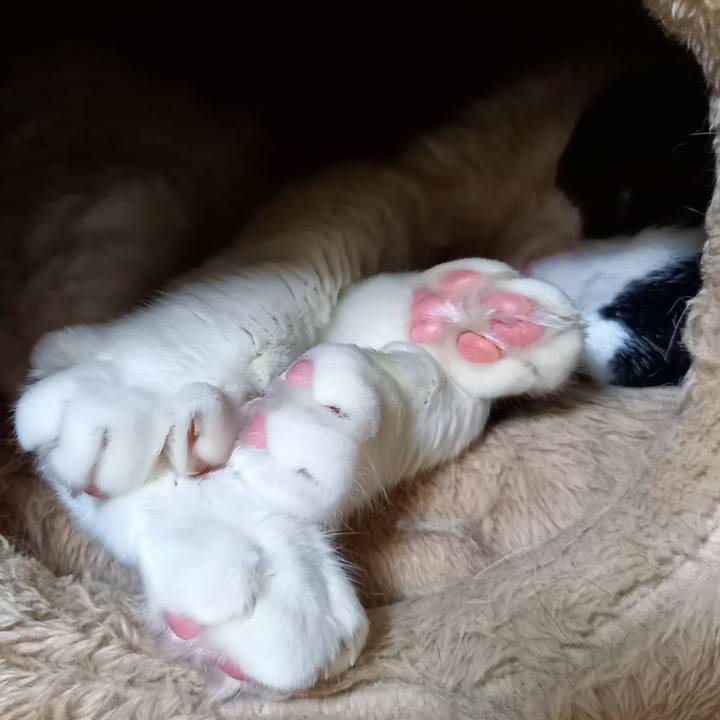 4f3319ab f872 497f 9aa5 6859e2211438 1633164810699