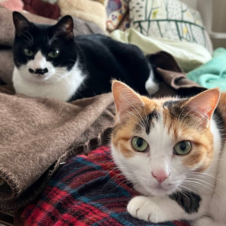 4f333ac3 d1e8 42c9 8cf6 79772125f72f 1762313889710