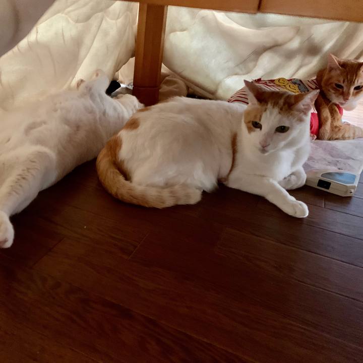 4f33ecb0 1a94 45e1 a9d2 845cc7e6f9b0 1587795800037