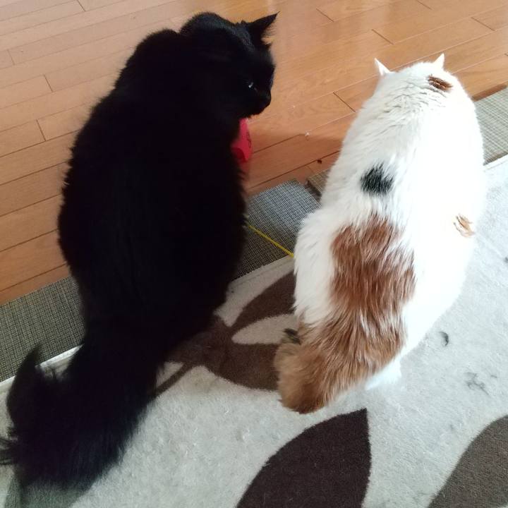 4f36942e 748b 452e 8f2b f83bf0533788 1584917679896