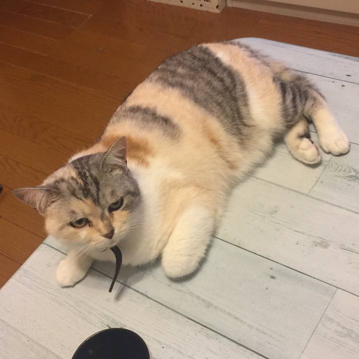 4f382715 640f 4b9a b7c6 434ea38a6621 1561642366258