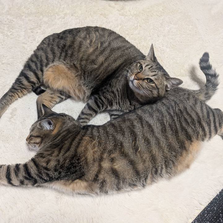 4f394340 2345 478c a426 db367d2ad945 1770511241746