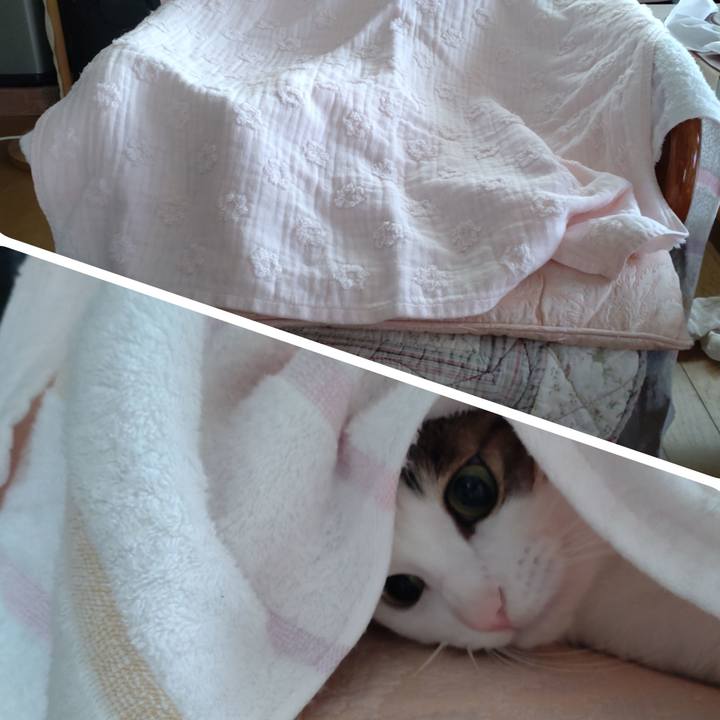 4f3b6383 ed11 4e5f bf0c 567ed6db9969 1690381927706