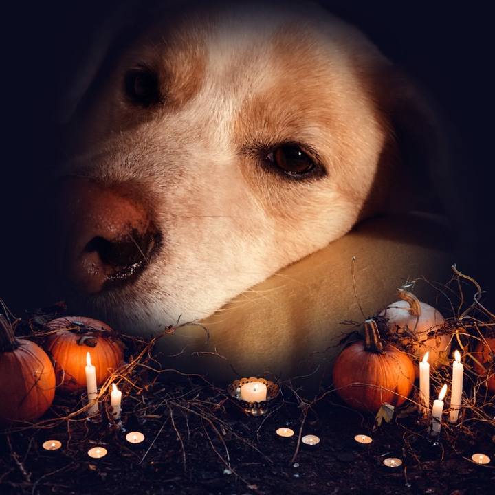 4f3f9baa 3760 4145 99e5 02e8de42ef91 1572522190264