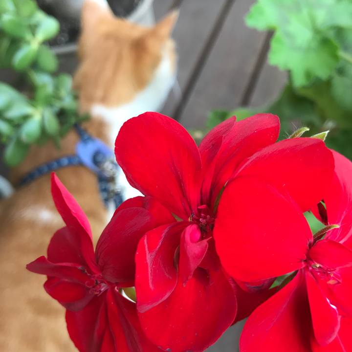 4f40f0dd 6717 4f96 b867 5c9a1be5db39 1530321535343