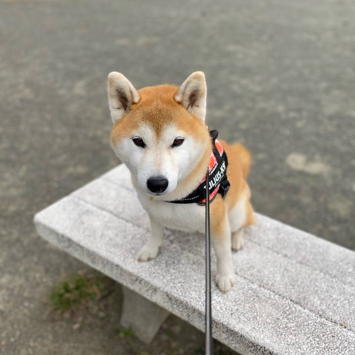 4f417026 5608 430b 8d0a a04da07bf2ed 1618274460077