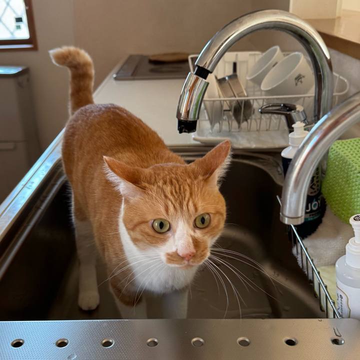 4f41821f 04cb 4759 8c04 ccaca30ba6cb 1761272826514