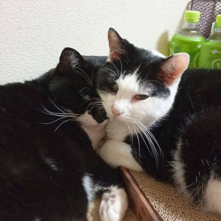 4f42dfdb c7ff 47e8 8080 7b2fec12f411 1760924047512