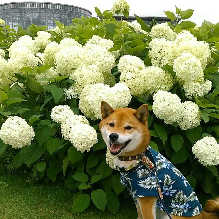 4f43ddf9 219a 4842 ab93 3a96d401f29a 1561880020104