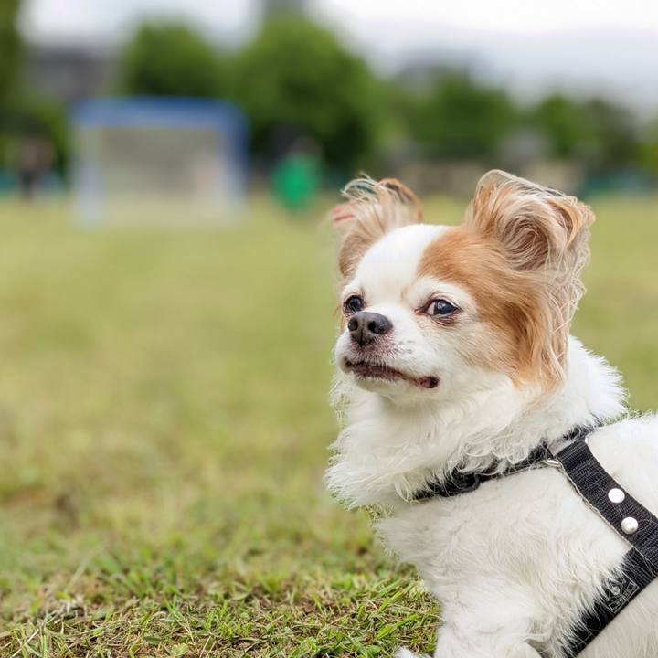 4f45444d 554f 4625 8910 9ba6cf9ed7af 1654849155773