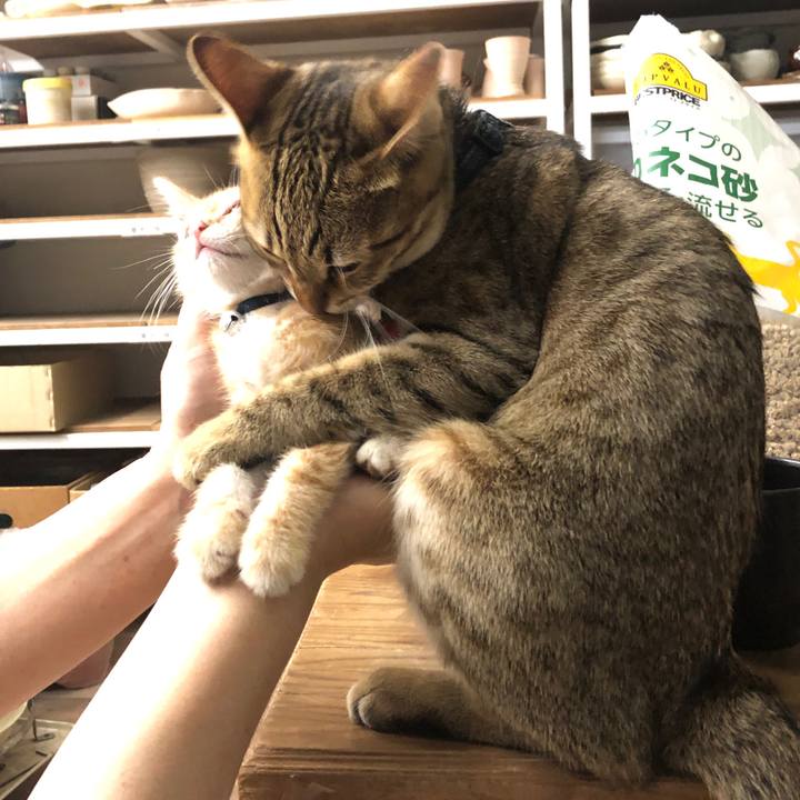 4f45b4c9 3cee 45f3 9744 a7e4200d4e3e 1590928878485