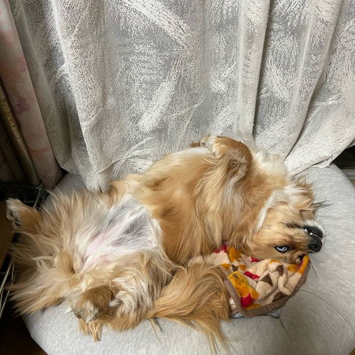 4f49264a f730 4e4c 88d2 29784e9458e6 1586735617659