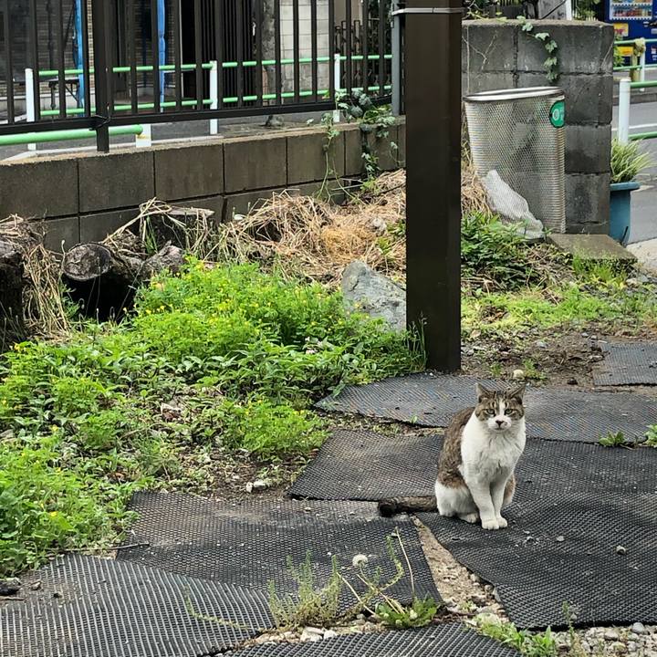 4f49c3e2 e253 4b1e a8bf 0d19ecbc44f8 1589721036245