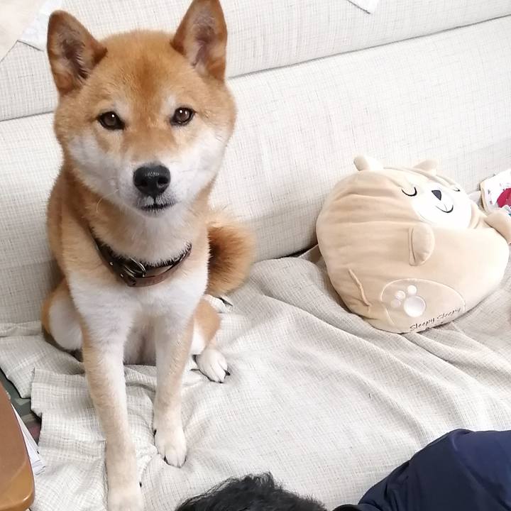 4f4b9c31 4241 4425 a8c5 da5d6293a393 1593332959496