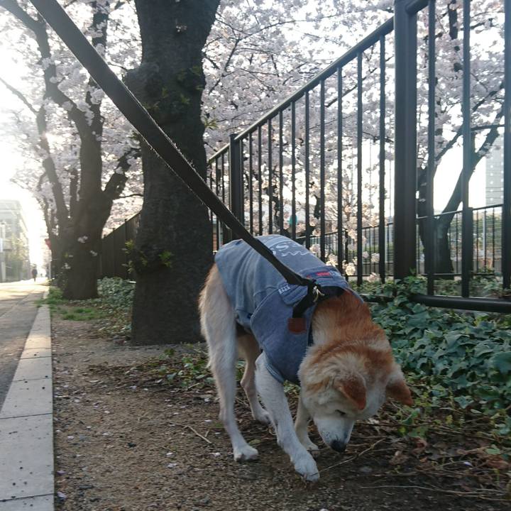 4f4dc81f f8a9 47f4 8e05 d0b24ca6da81 1522100444062