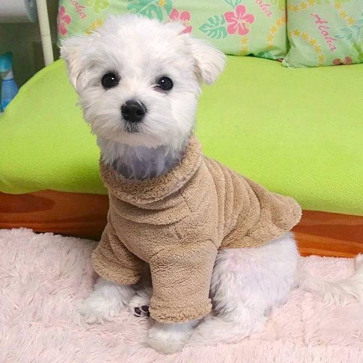 4f4ee69a b51c 4f95 bf82 f6fa3727a4f4 1514425274473