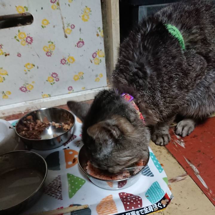 4f51f577 64ab 4bac b7f8 4784d75d04e5 1587292089011