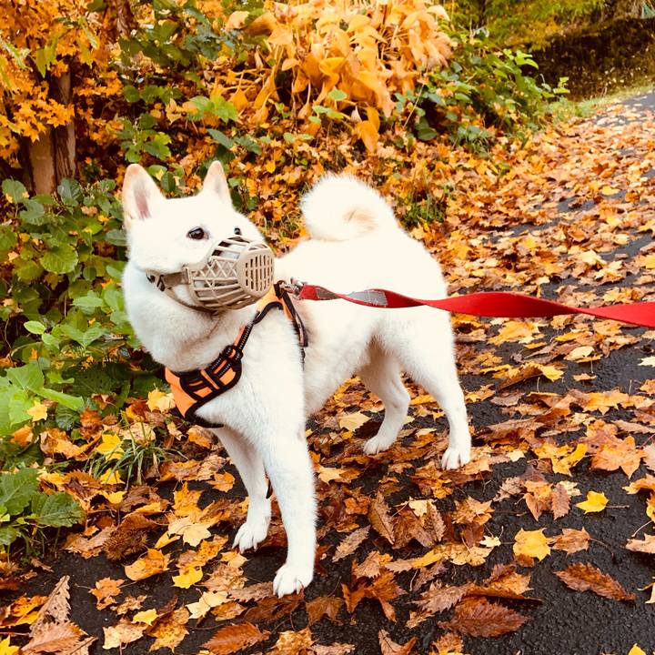 4f53027c ca51 41dd a9a3 f3519304215f 1635371547608