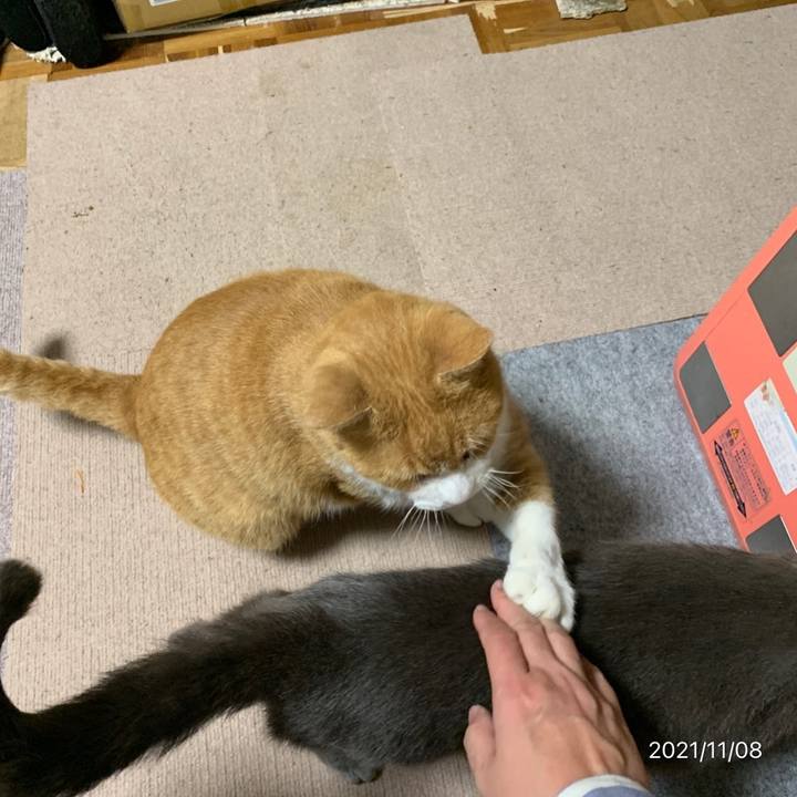 4f5305ce ffc2 4307 9045 d357a860662b 1636323245662