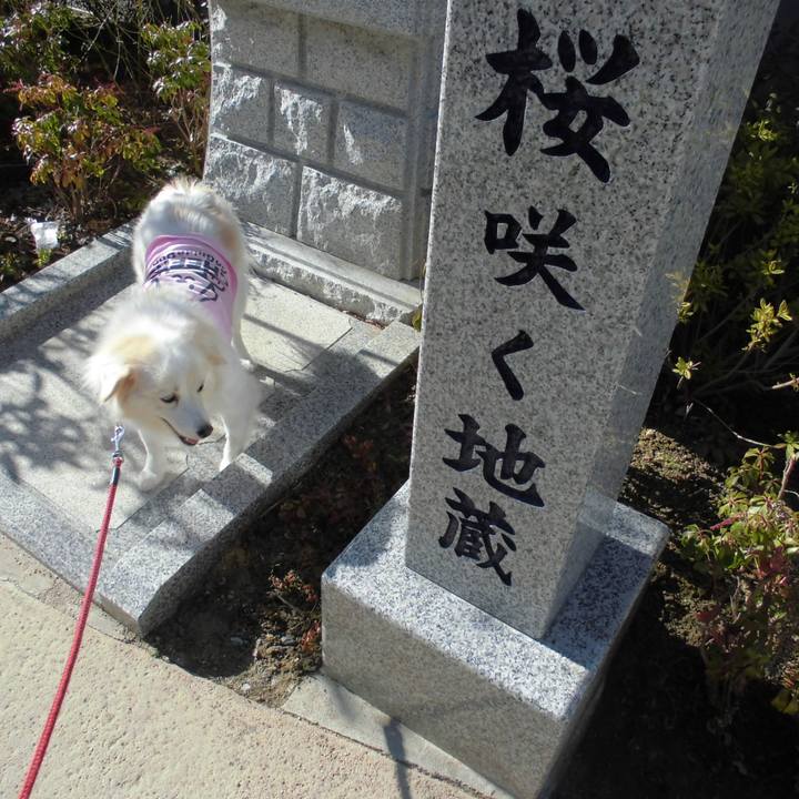 4f53ba17 af42 4354 8577 5dc23eb567f7 1517981721293