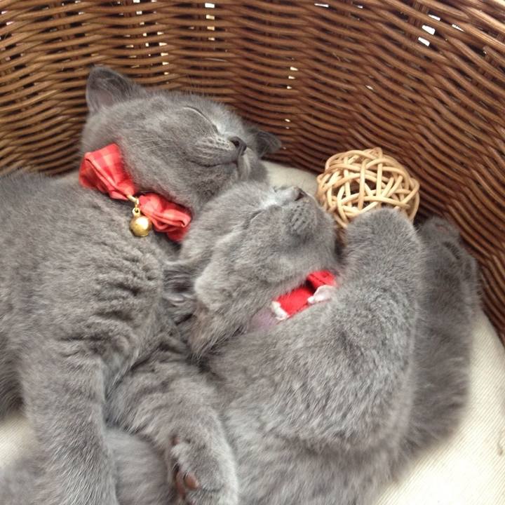 4f5415fc d217 4157 ab3b b51c139bd94e 1773480011306