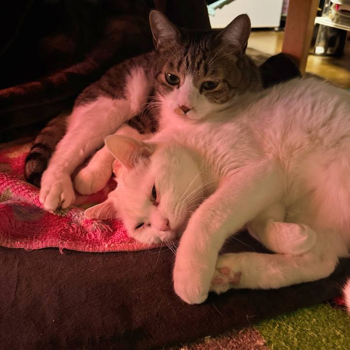 4f56c8d7 20fd 496b bb7b b90cceaeef67 1765456893287