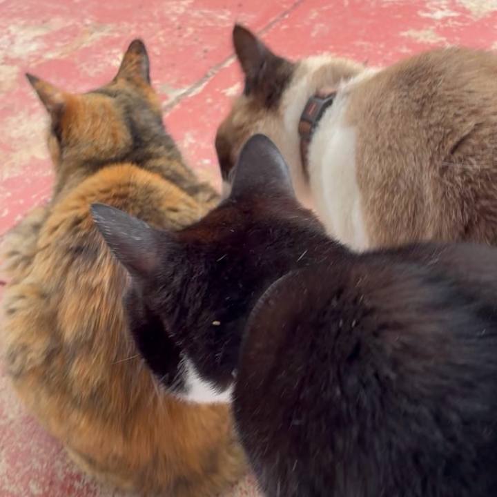 4f5730cd ab0c 43fb 8a2e a8f2e535a6f2 1746862419341