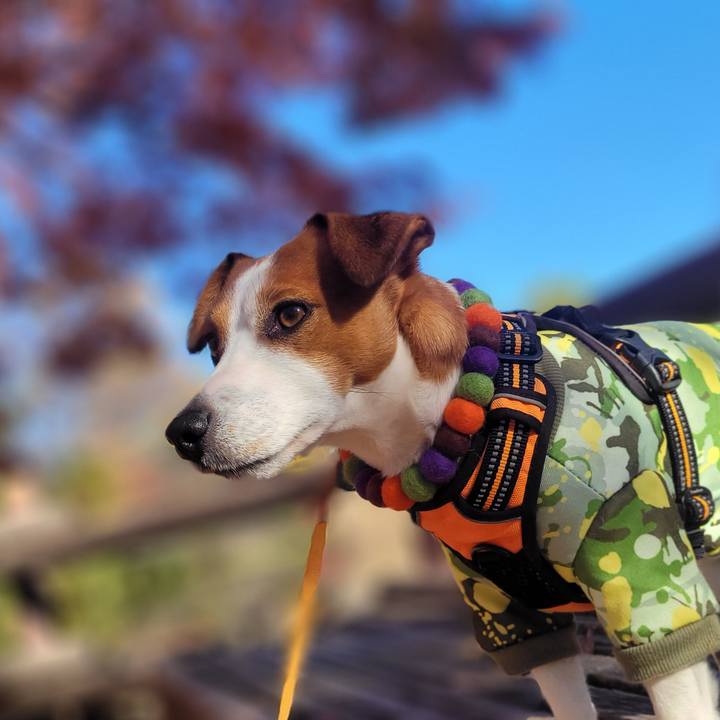 4f58fcc0 7cce 40c6 8d88 9d4dcf4b027a 1640579829662