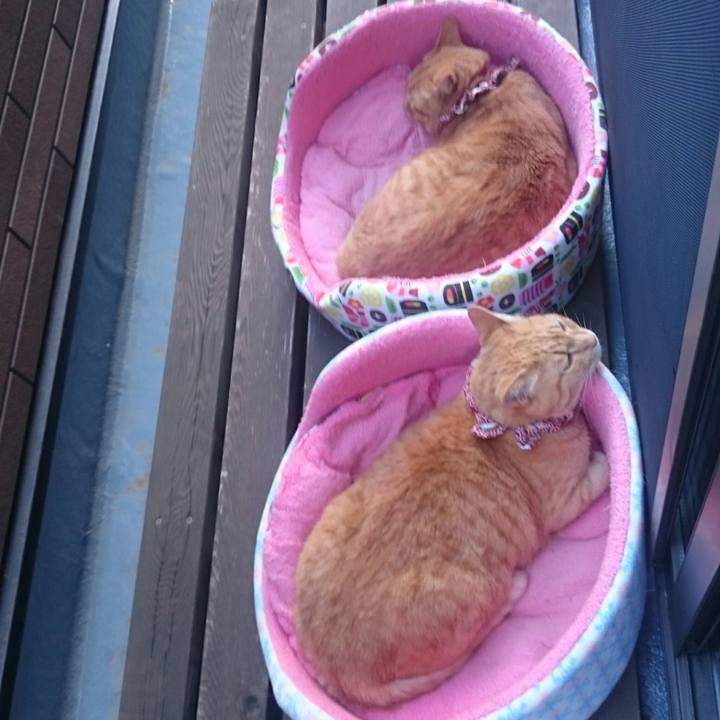 4f5aa789 6ee8 4692 b9a6 2ba5090d6d4a 1526870117995