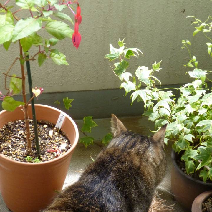 4f5dcd43 0abb 4386 bdbc e51f23c487ae 1587258105326