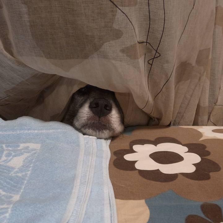 4f63d7c8 9225 4d54 9c54 9e651bc701a7 1589364731671