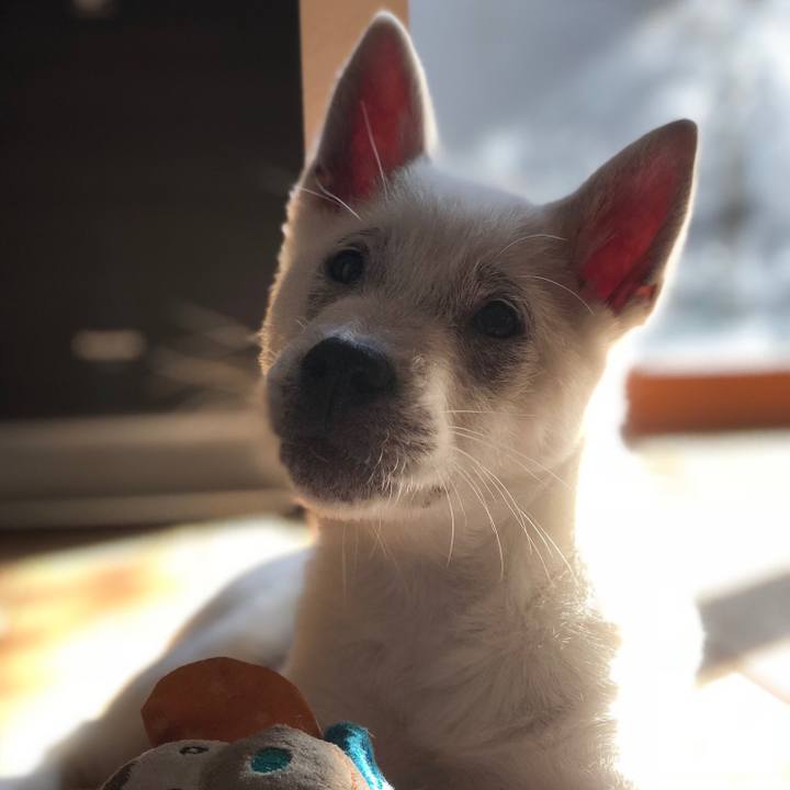 4f64a9a8 5199 45eb be64 96640b61a220 1512281970148