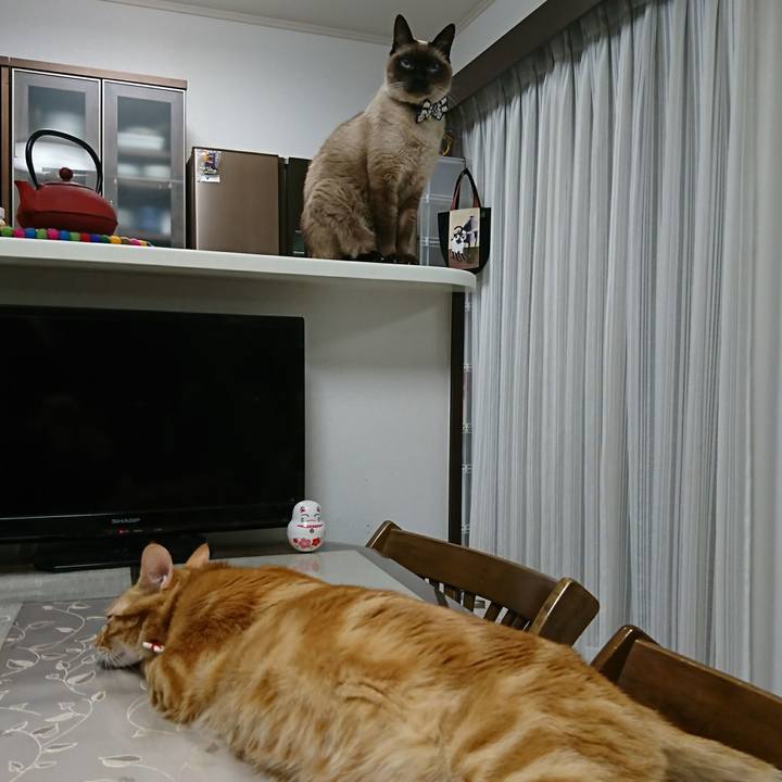 4f66d4bb be26 46c9 afb7 abdaf27f7345 1513600410484