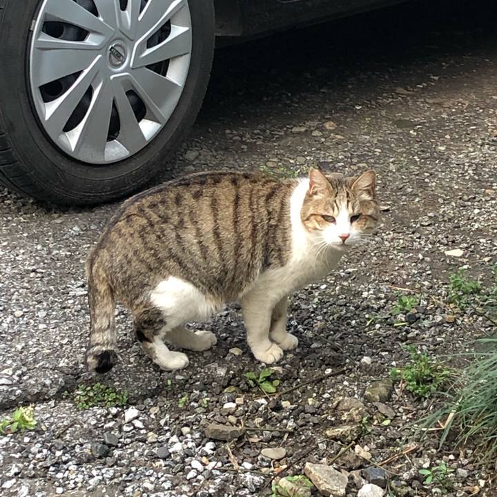 4f67cc44 40f9 4dfb 8c00 aa80d683473c 1552590294274