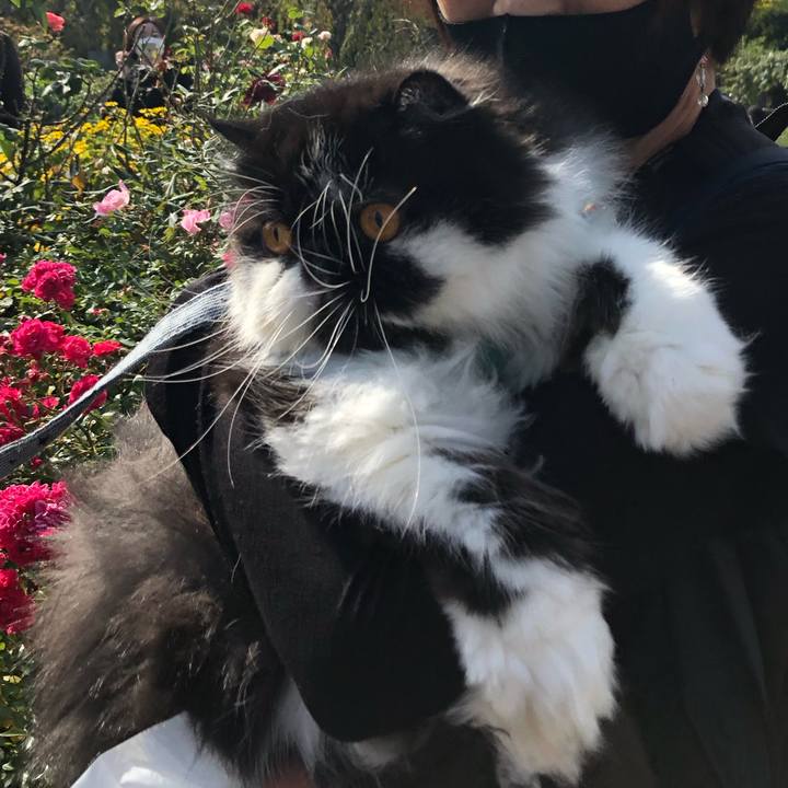 4f6a3ee8 d86e 4a95 8c13 3c8bdc7b2b9c 1604319195660