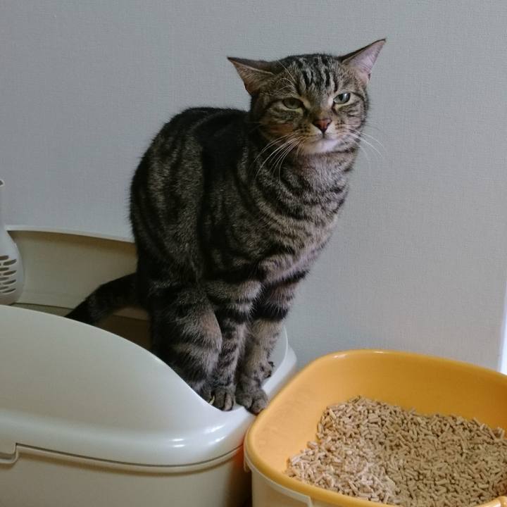 4f6ab4fb 2354 401b b253 4bd280b8f322 1511690544498