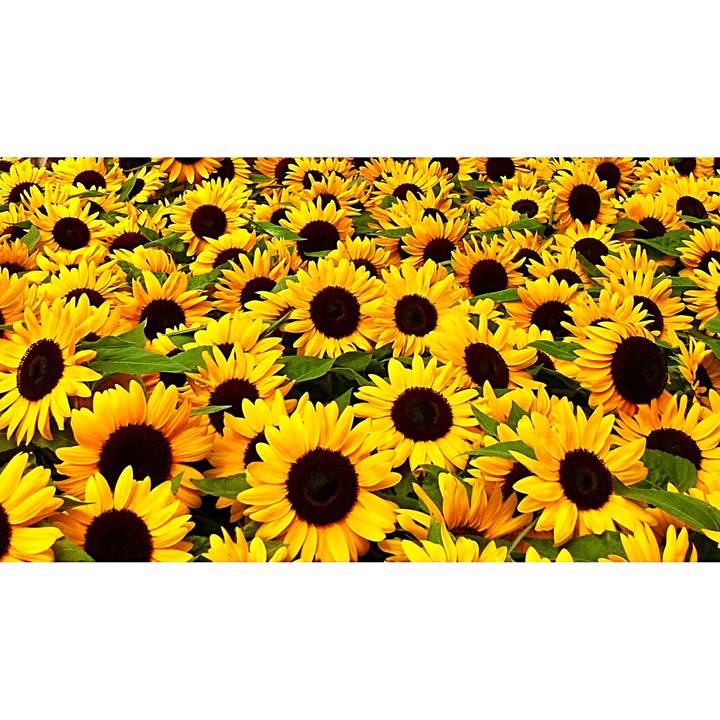 4f6bb68a e470 4015 9198 af5344ce3ba6 1530406014006