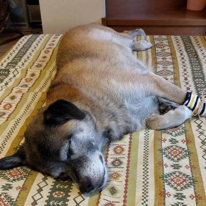 4f6dc5e9 a040 45a4 8ca4 4dbc6a66315a 1535442312630