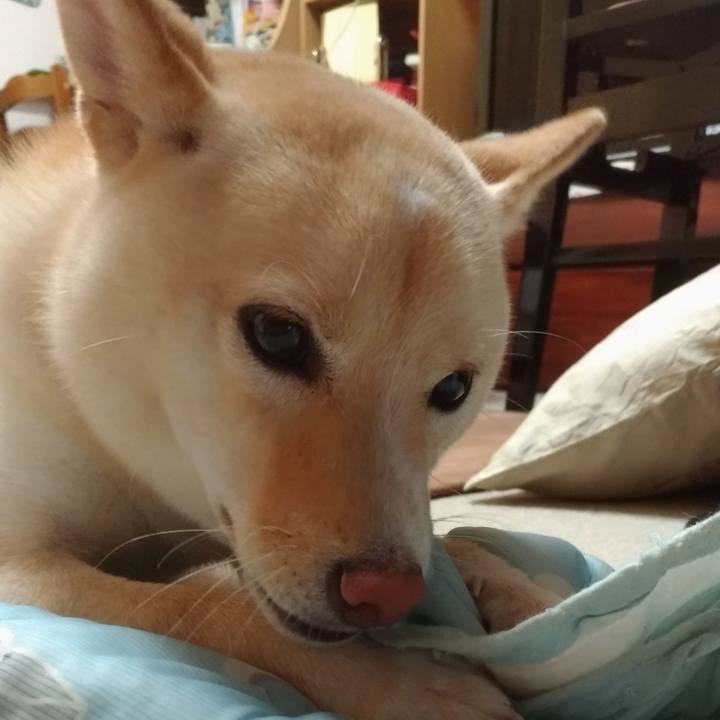 4f703da3 e6e9 481b b99e dcce35565352 1533359919387